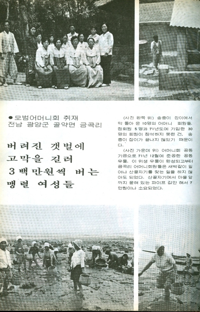 ﻿  사진 오른쪽 위 금곡리로 들어 가는 입구에 선 김선일 어머니 회 장. 3년전 보리쌀 1되씩 모아 저 축하기 시작한 것이 현재는 약 3백 만원의 어머니회 기금을 마련했다. 는 김 회장은 단 한시간도 마음놓고 쉴 틈이 없다. 사진 왼쪽 밑 어머니회원들이 산에서 파다 나른 바위에 바다 굴이 꽃처럼 묻어있다. 굴 양식장은 매년 4만원의 수익이 오르지만 고막 양 식은 3백만원이 넘는다. 어머니회 공동 고막 양식장에서 고막을 줍는 회원들. 사진 가운데 밑 고막을 주어다 모으고 나서 잠시 휴식을 하는 회원 들 고막의 운반과 겨울철 고막을먹 어 버리는 물오리를 쫓기 위해 발동 선 한척을 갖는 게 어머니회 소원 이다. 사진에서 보는 배는 5천원 을 주고 하루동안 빌린 것이다. 사진 오른쪽 밑 금곡리 갯벌에 서 환갑을 지냈다는 할머니. 늙은 노 인이긴 하지만 젊은 어머니회원들과 호흡을 같이 하는 게 가장 보람찬 일 이란다. 그래서 고막 발이건 송중 이 잡이건 어디든지 따라 다니며 어머니회를 돕는다..